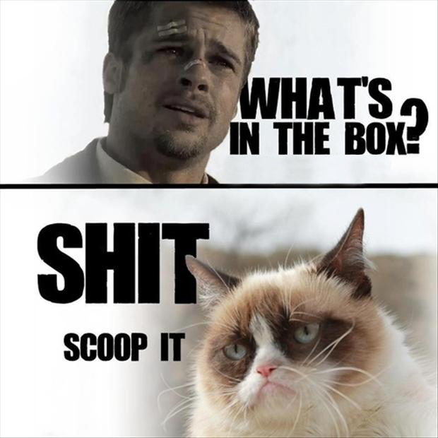 [Image: a-grumpy-cat-meme.jpg]