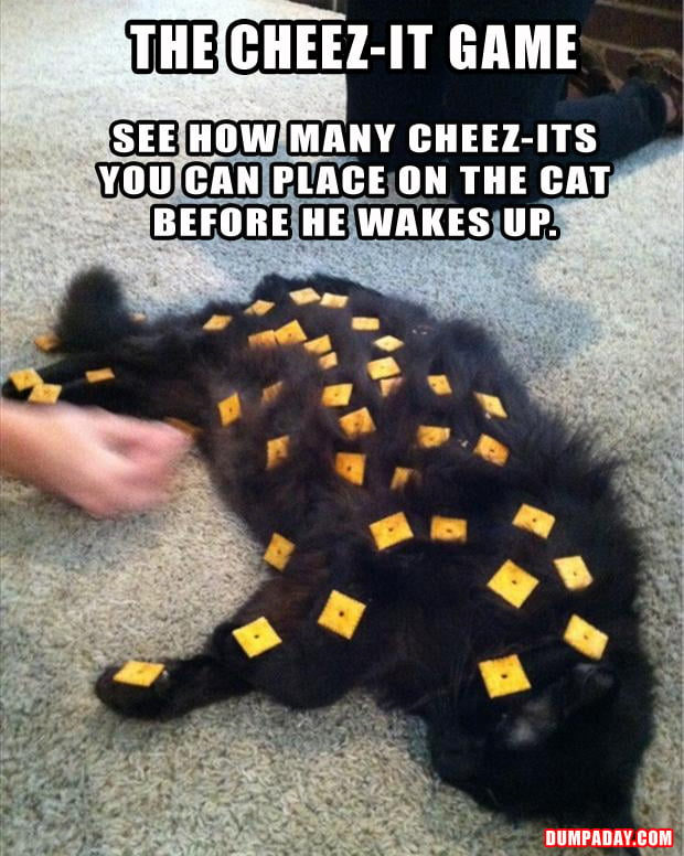 a the cheeze it game funny cat pictures