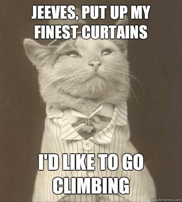 Cat Humor #6