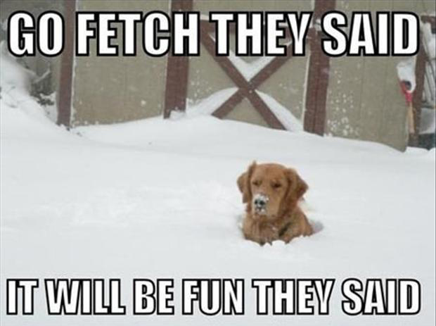 Image result for funny dog fetch