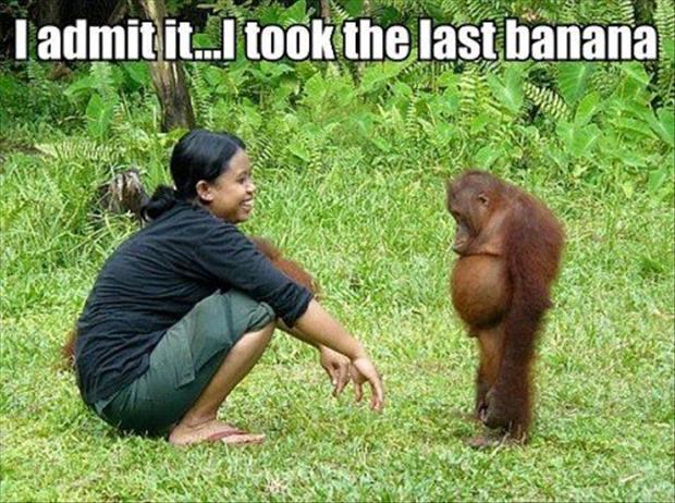 funny animal pictures, ape took the last banana