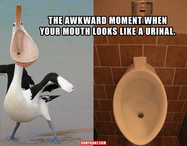 funny animal pictures, pelican looks like a urinal