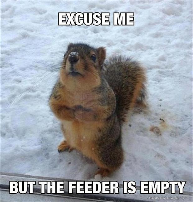 [Image: funny-animals-squirrels1.jpg]