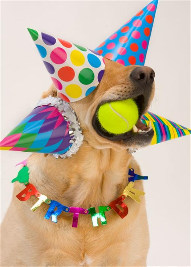 Download this Funny Birthday Parties picture