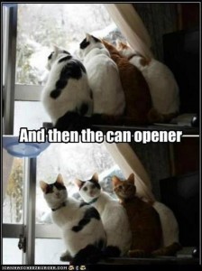 funny cats hear a can opener