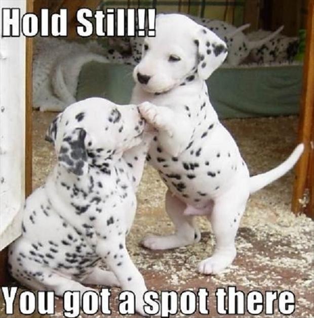 funny dalmation dogs