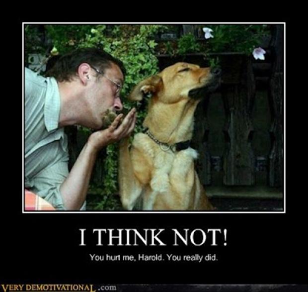 funny demotivational posters funny dogs