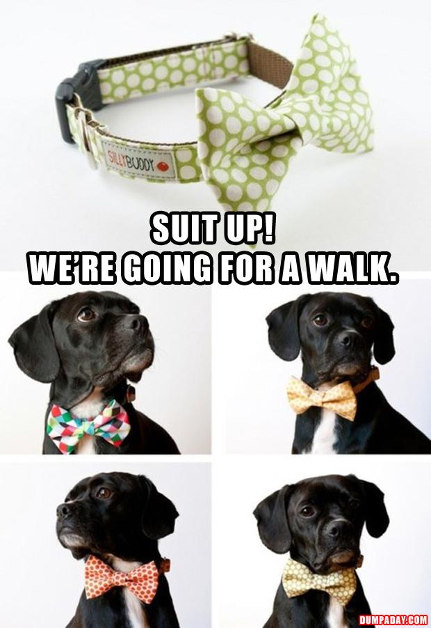 funny dog collars