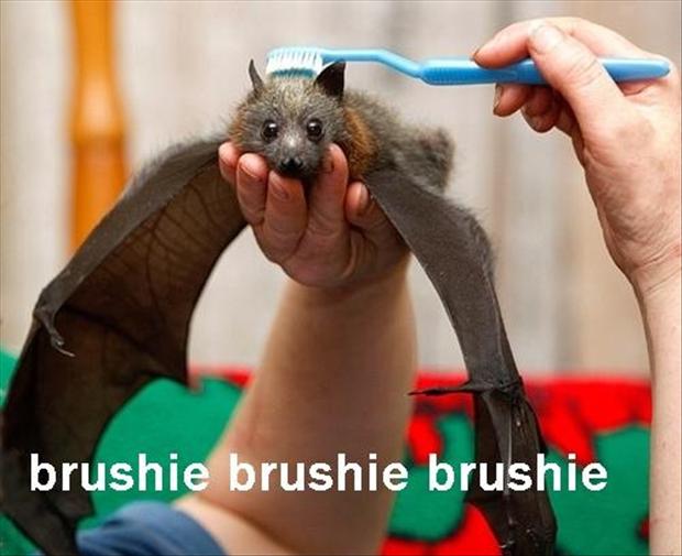 funny pictures bats