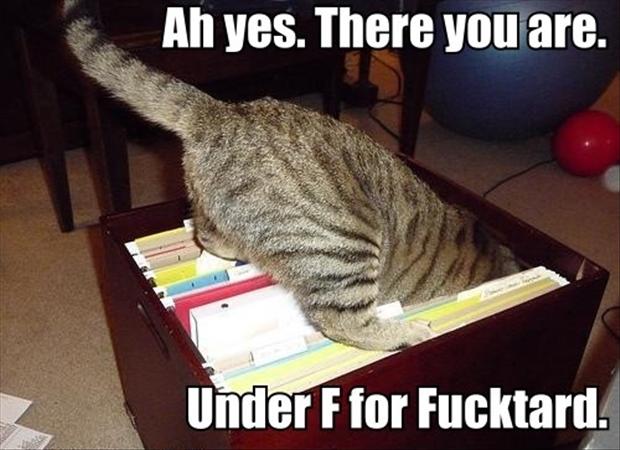 funny pictures, cats