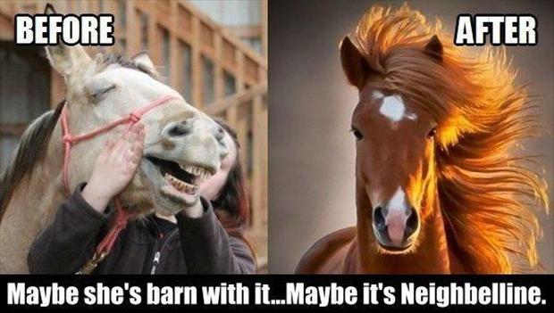 funny-pictures-horses.jpg