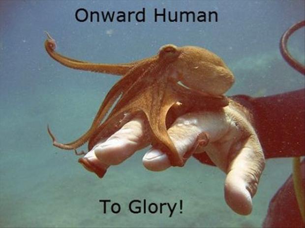 funny pictures, octopus