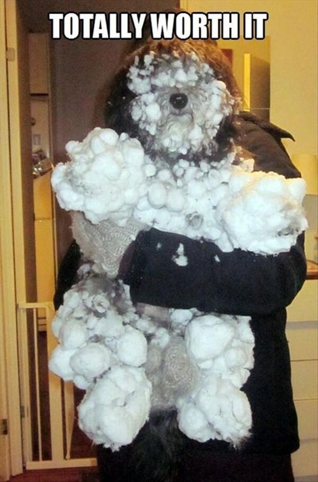 funny pictures of dogs with snow on them