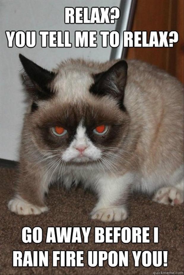 grumpy cat, funny pictures