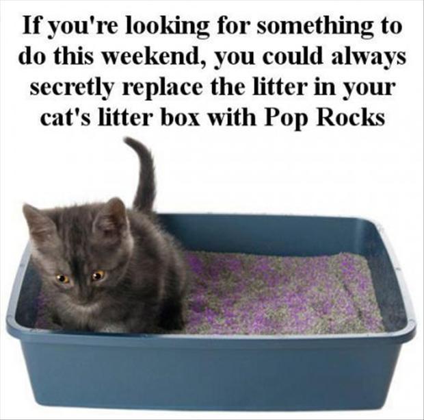 kitty litter pop rocks