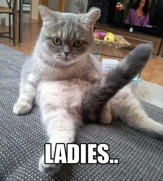 http://www.dumpaday.com/wp-content/uploads/2013/02/ladies-horny-cat1.jpg