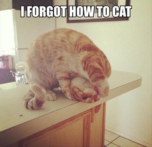 I forgot how to cat