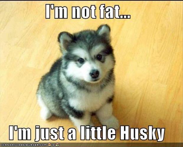 Punny-Puns-husky.jpg