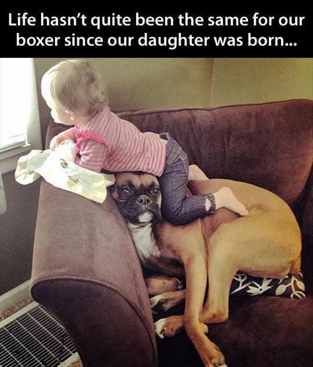a kids and dogs funny pictures