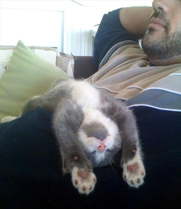 a kitten sleeping on dad