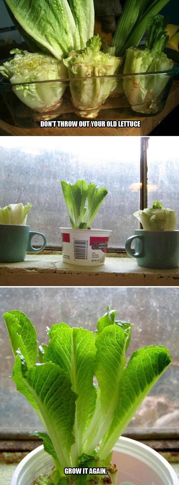 a regrow lettuce how to