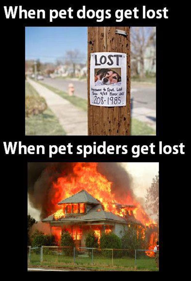 a when pet dogs get lost, funny spiders get lost