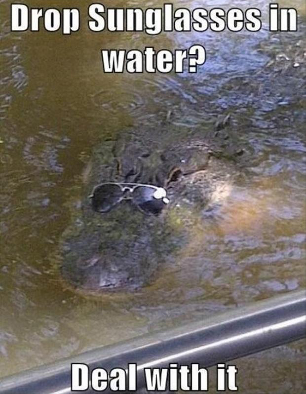 alligator sunglasses funny pictures