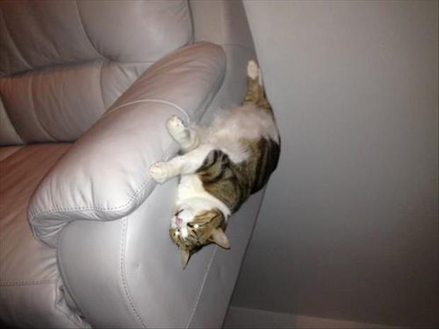 cat falls off the couch