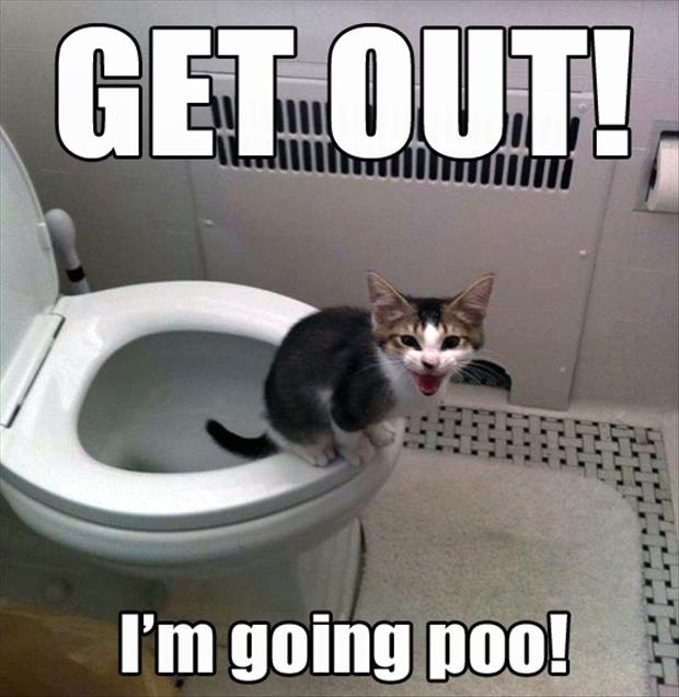 cat going poop in the toilet