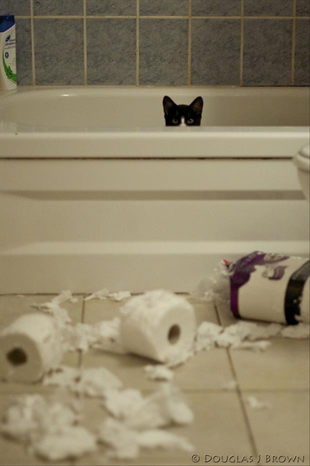 cat hides in the tub