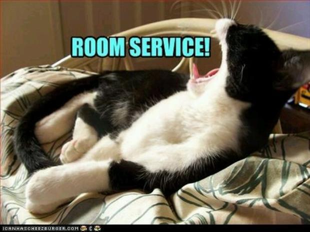 cat wants room service