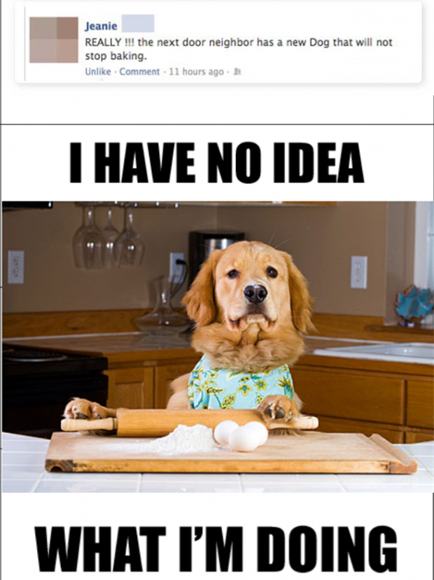 cooking dog has know idea what he's doing
