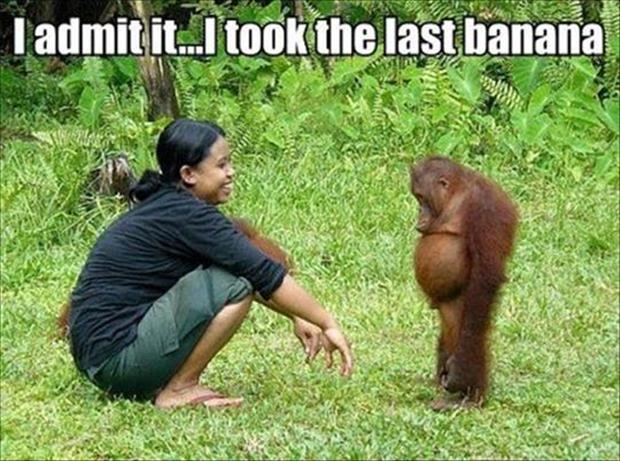 http://www.dumpaday.com/wp-content/uploads/2013/03/funny-animal-pictures-ape-took-the-last-banana2.jpg