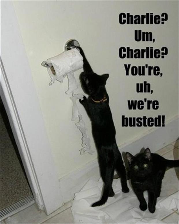funny cats make a mess