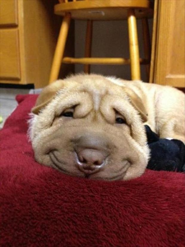 funny dog faces (2)