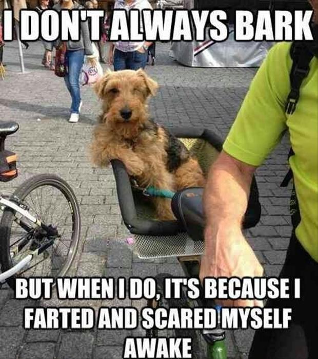 funny dog farts