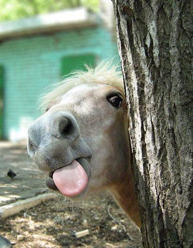 funny horse pictures
