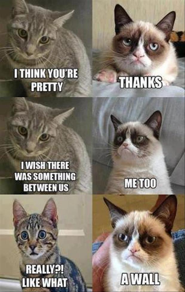 Cat Humor #6