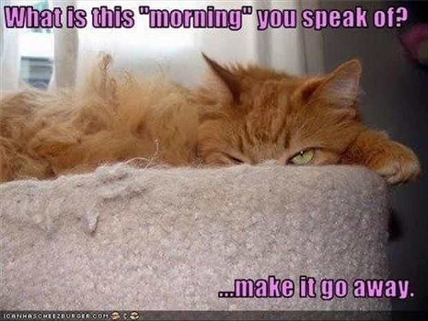 Image result for good morning monday funny