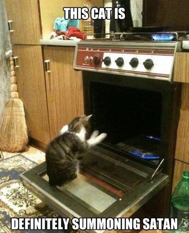 funny picture of a cat in the oven