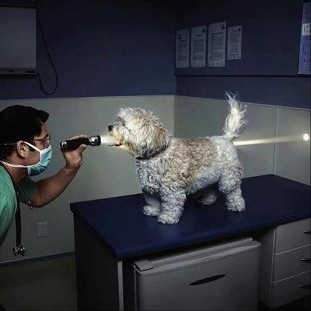funny picture of dog at the vet