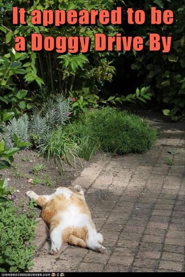 funny pictures dead cat