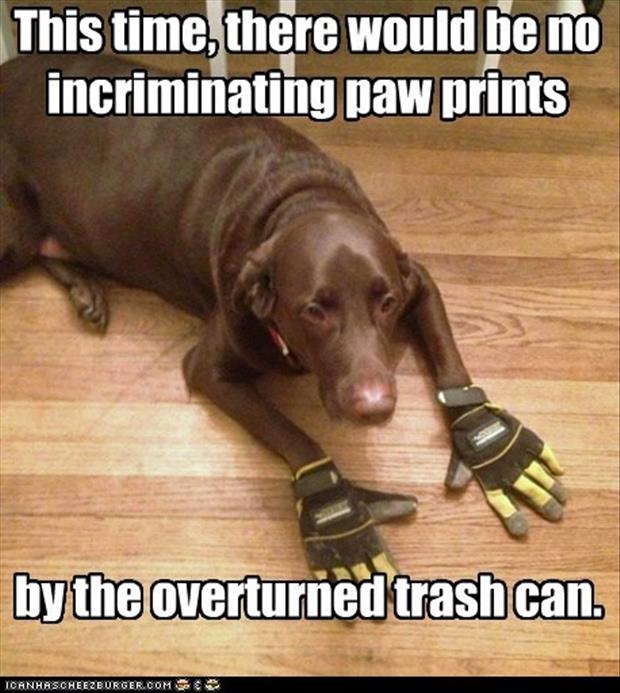funny pictures dog wearing gloves