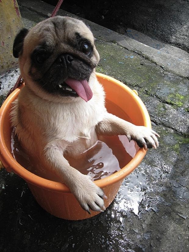 funny pug dog pictures