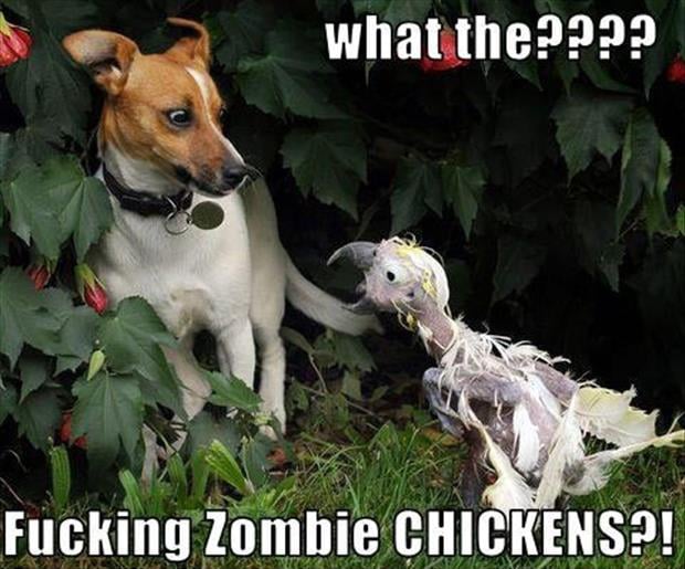funny zombie chickens