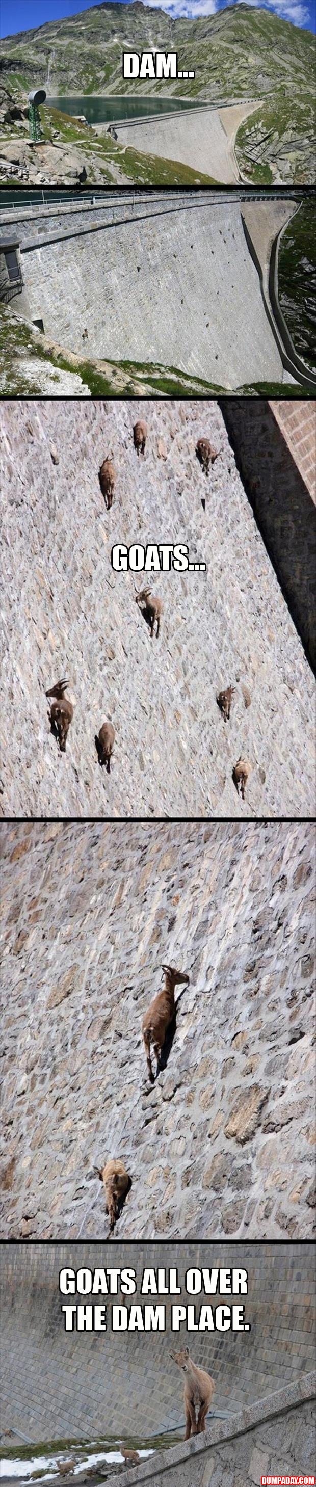 goats all over the damn