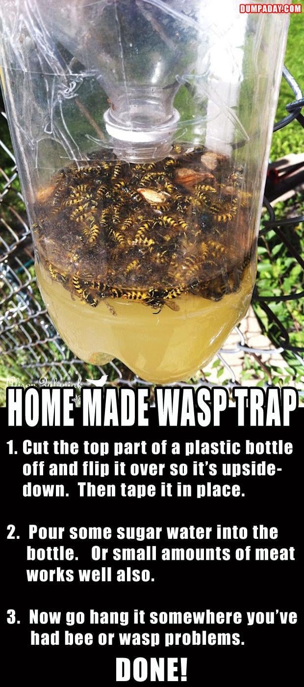 homemade wasp traps