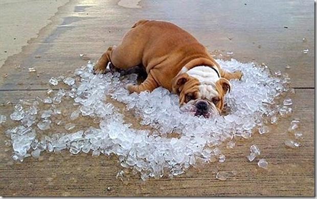 hot-dog-funny-dog-laying-on-ice.jpg