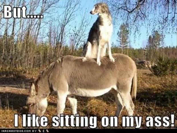 sitting on my ass funny pictures