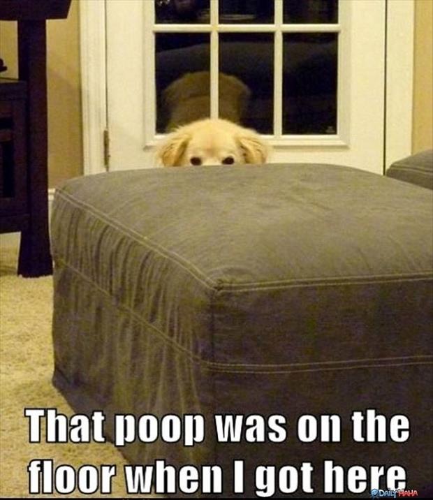 that poop was on the floor when I got here